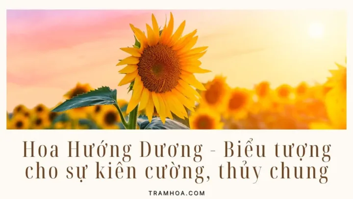 Hoa Hướng Dương - Biểu tượng cho sự kiên cường, thủy chung