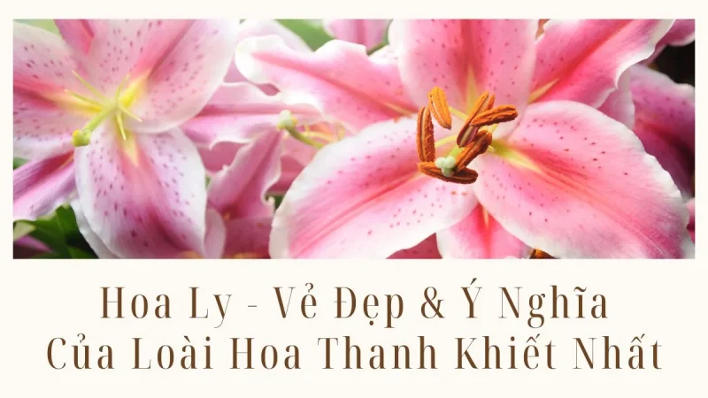 Hoa Ly (Hoa Lily) - Khám Phá Vẻ Đẹp và Ý Nghĩa Của Loài Hoa Thanh Khiết Nhất