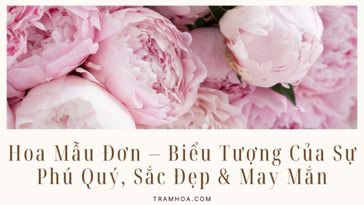 Hoa Mẫu Đơn (Peony) – Biểu Tượng Của Sự Phú Quý, Sắc Đẹp & May Mắn