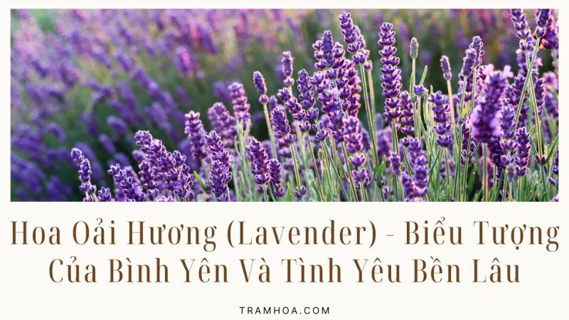 Hoa Oải Hương (Lavender) – Biểu Tượng Của Bình Yên Và Tình Yêu Bền Lâu