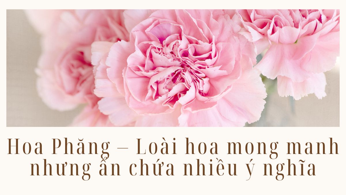 Hoa Phăng – Loài hoa mong manh nhưng ẩn chứa nhiều ý nghĩa