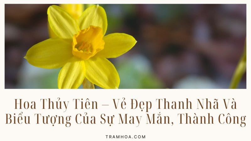 Hoa Thủy Tiên – Vẻ Đẹp Thanh Nhã Và Biểu Tượng Của Sự May Mắn, Thành Công