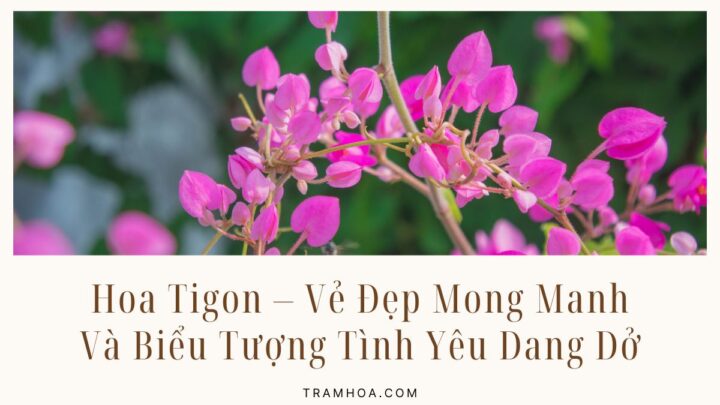 Hoa Tigon – Vẻ Đẹp Mong Manh Và Biểu Tượng Tình Yêu Dang Dở