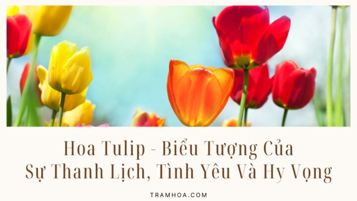Hoa Tulip - Biểu Tượng Của Sự Thanh Lịch, Tình Yêu Và Hy Vọng