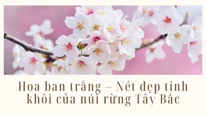 Hoa ban trắng - nét đẹp tinh khôi của núi rừng Tây Bắc