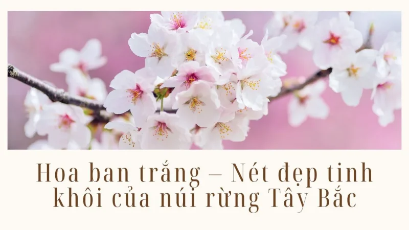 Hoa ban trắng - nét đẹp tinh khôi của núi rừng Tây Bắc
