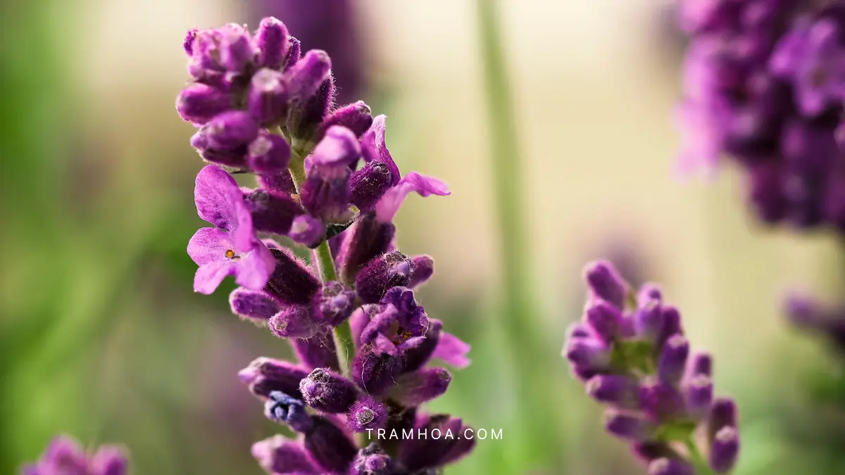 Nguon goc hoa oai huong lavender Nguồn gốc hoa oải hương (lavender)