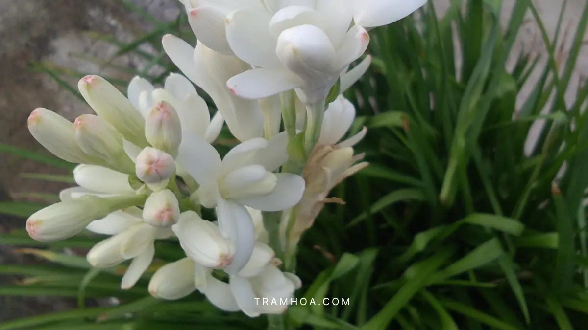 Ung dung cua hoa Hue trong doi song Ứng dụng của hoa Huệ trong đời sống