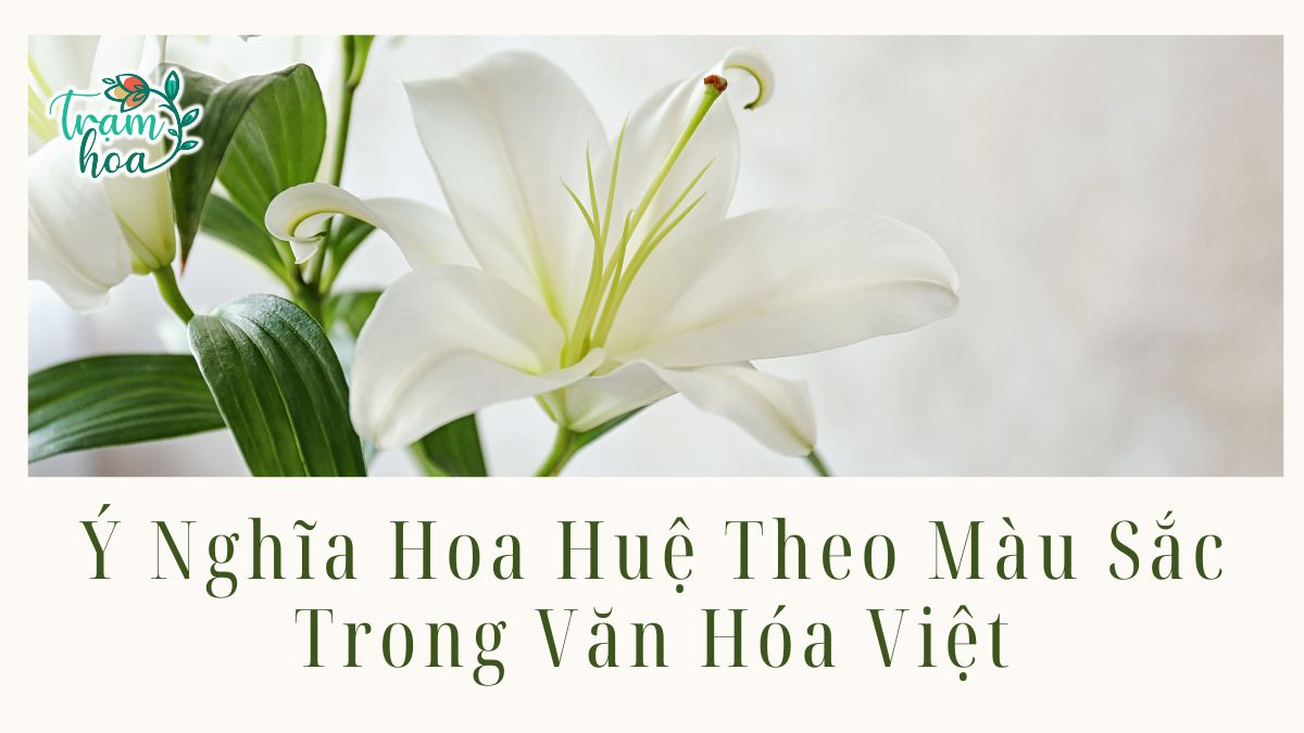 Ý Nghĩa Hoa Huệ Theo Màu Sắc Trong Văn Hóa Việt