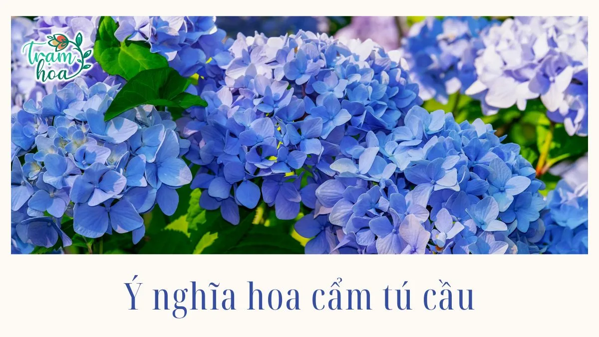 Ý Nghĩa Của Hoa Cẩm Tú Cầu Theo Màu Sắc