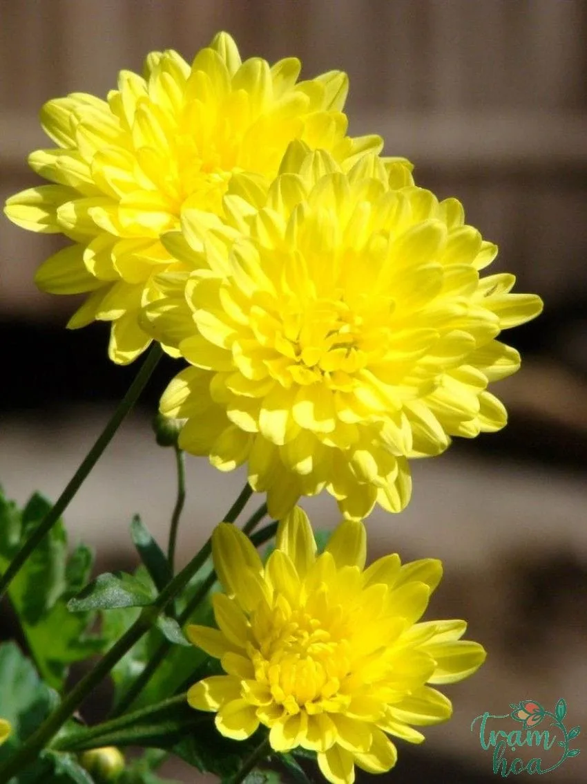 hoa cuc vang 81 Hoa cúc vàng