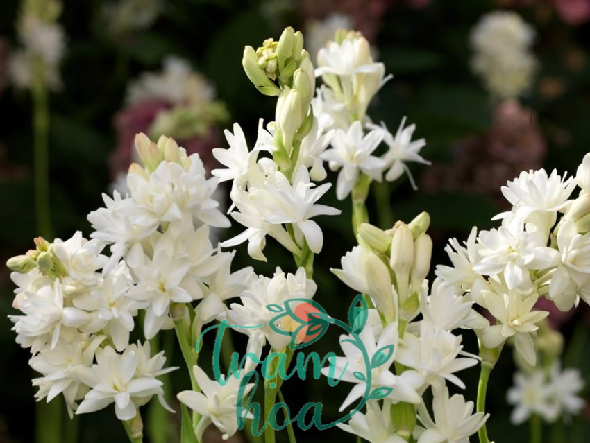 Hoa huệ trắng