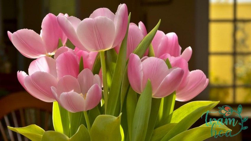 Ý Nghĩa Hoa Tulip - Loài Hoa Đẹp Nhất Thế Giới - Trạm Hoa