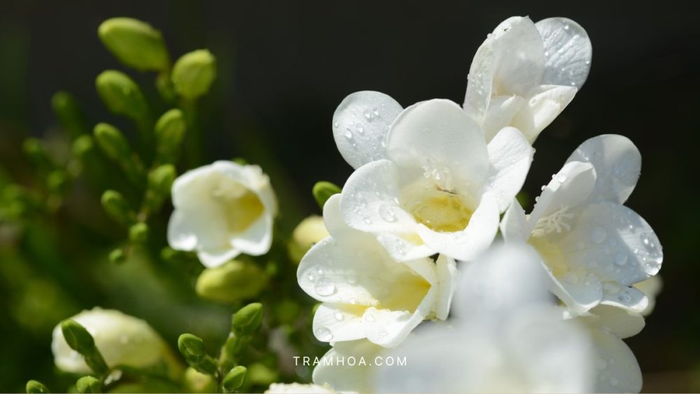 Cach cham soc hoa lan tien tai noi nhieu anh sang Cach cham soc hoa lan tien tai noi nhieu anh sang