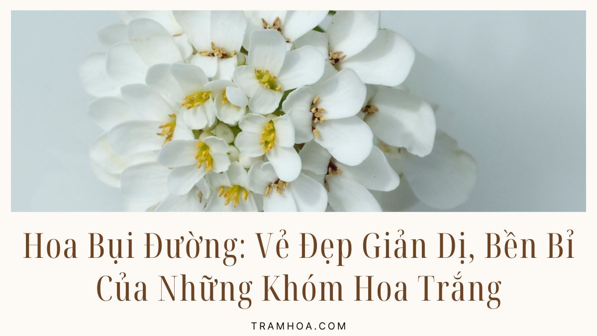 Hoa Bui Duong Ve Dep Gian Di Ben Bi Cua Nhung Khom Hoa Trang Hoa Bui Duong Ve Dep Gian Di Ben Bi Cua Nhung Khom Hoa Trang