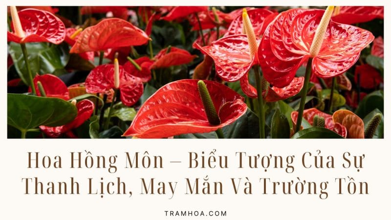 Hoa Hồng Môn – Biểu Tượng Của Sự Thanh Lịch, May Mắn Và Trường Tồn
