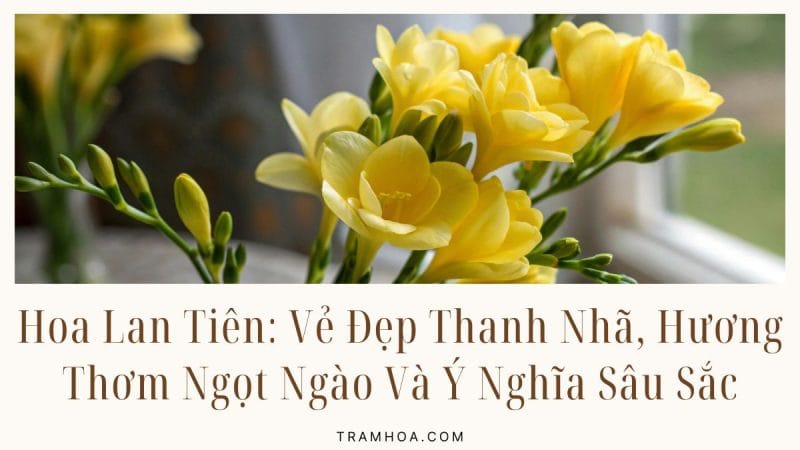 Hoa Lan Tien Ve Dep Thanh Nha Huong Thom Ngot Ngao Va Y Nghia Sau Sac
