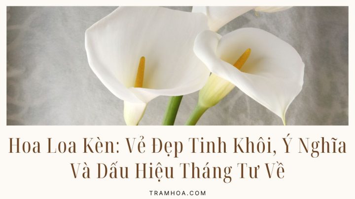 Hoa Loa Kèn - Vẻ Đẹp Tinh Khôi, Ý Nghĩa Và Dấu Hiệu Tháng Tư Về