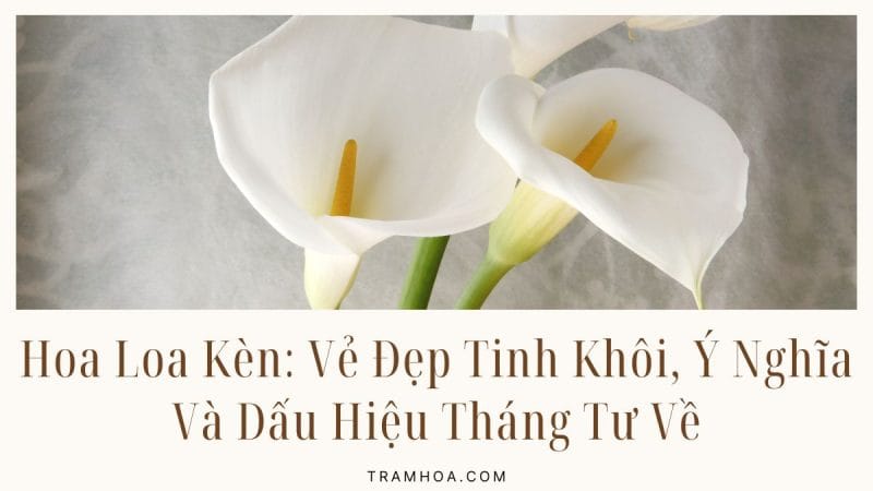 Hoa Loa Kèn - Vẻ Đẹp Tinh Khôi, Ý Nghĩa Và Dấu Hiệu Tháng Tư Về