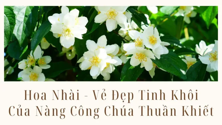 Hoa Nhài - Vẻ Đẹp Tinh Khôi Của Nàng Công Chúa Thuần Khiết