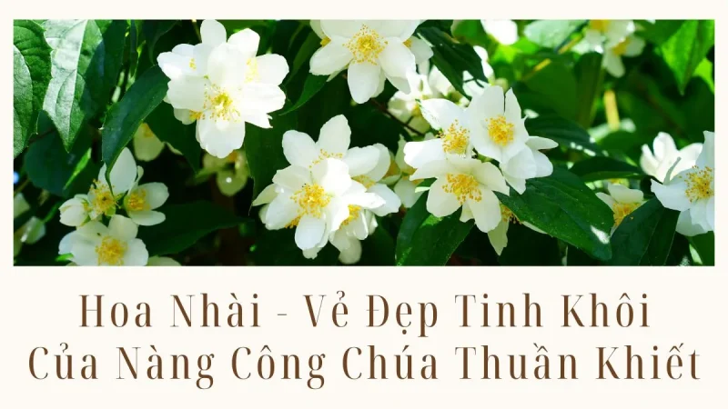 Hoa Nhài - Vẻ Đẹp Tinh Khôi Của Nàng Công Chúa Thuần Khiết