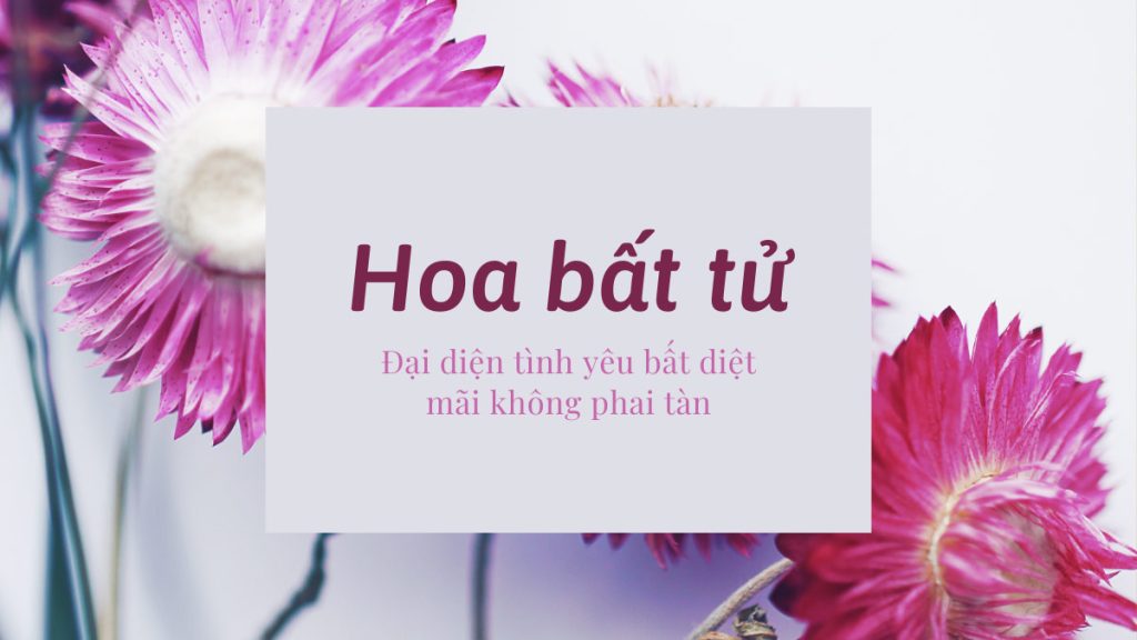 Hoa bất tử - đại diện tình yêu bất diệt mãi không phai tàn