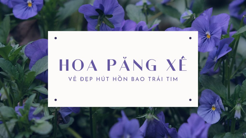 Hoa păng xê - vẻ đẹp hút hồn bao trái tim