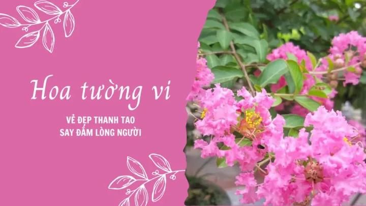 Hoa tường vi - vẻ đẹp thanh tao say đắm lòng người