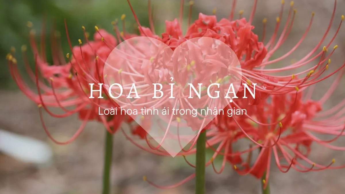 Hoa Bỉ Ngạn - Loài hoa ái tình trong nhân gian | Trạm Hoa