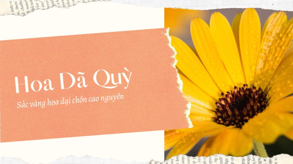 Hoa dã quỳ - sắc vàng hoa dại chốn cao nguyên