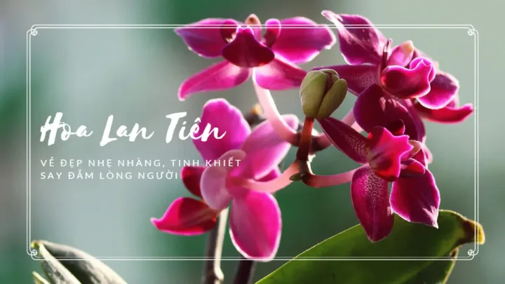 Hoa lan tiên