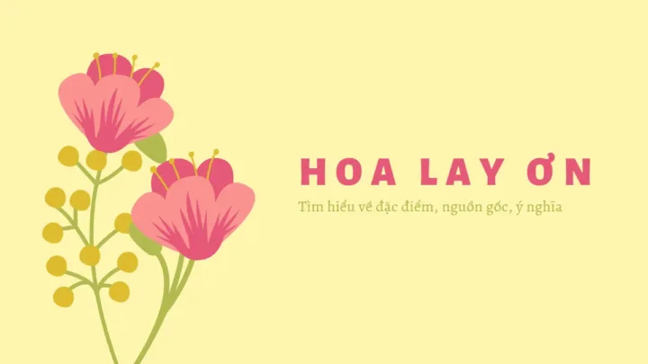 Hoa lay ơn