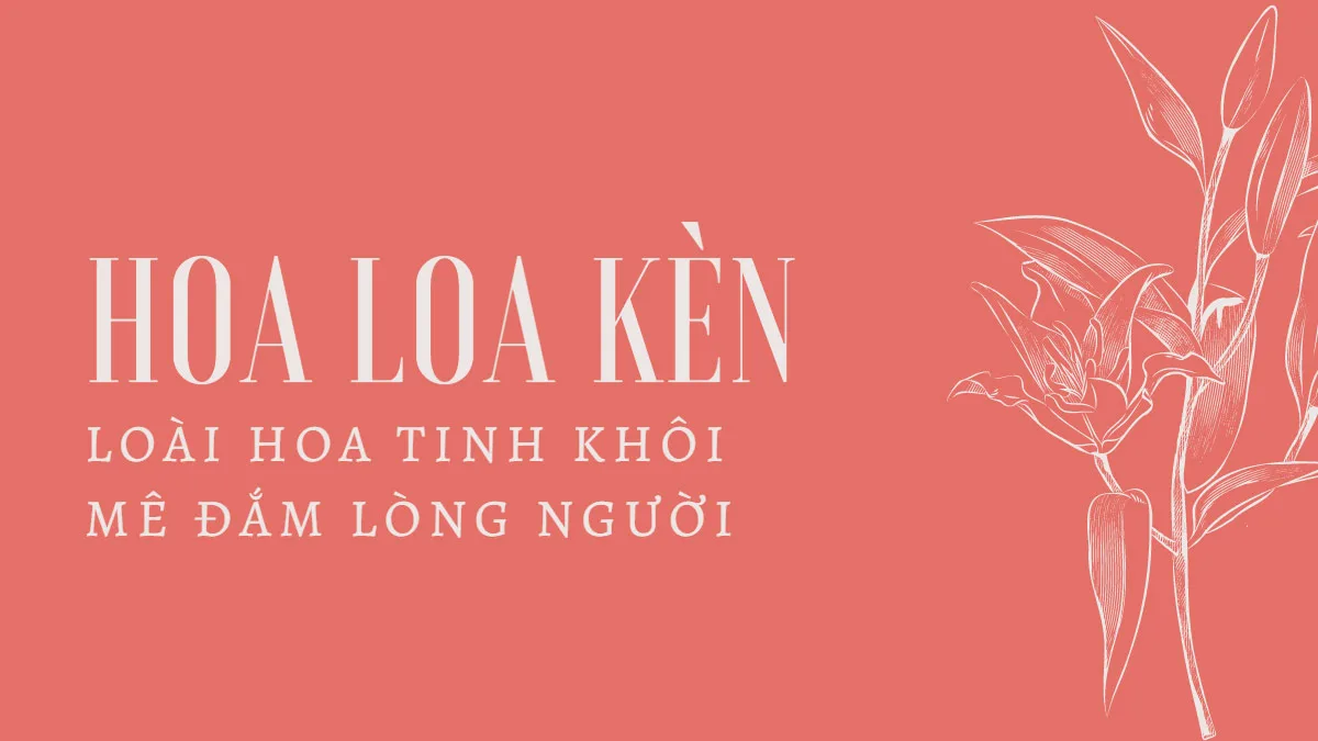 hoa loa ken Hoa loa kèn