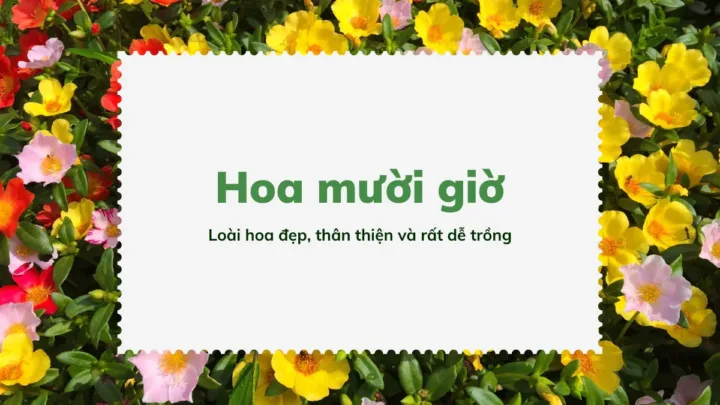 Hoa Mười Giờ
