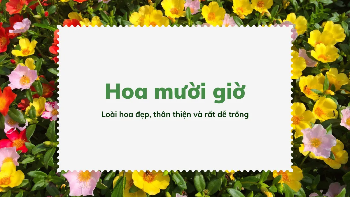Hoa Mười Giờ