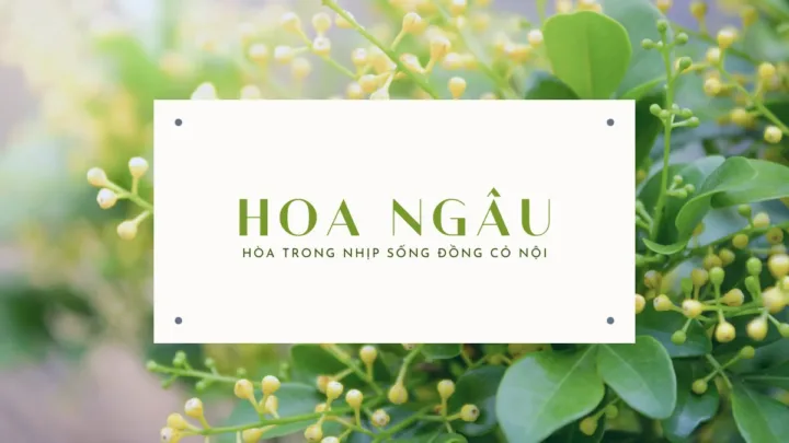Hoa Ngâu - Hòa trong nhịp sống đồng cỏ nội