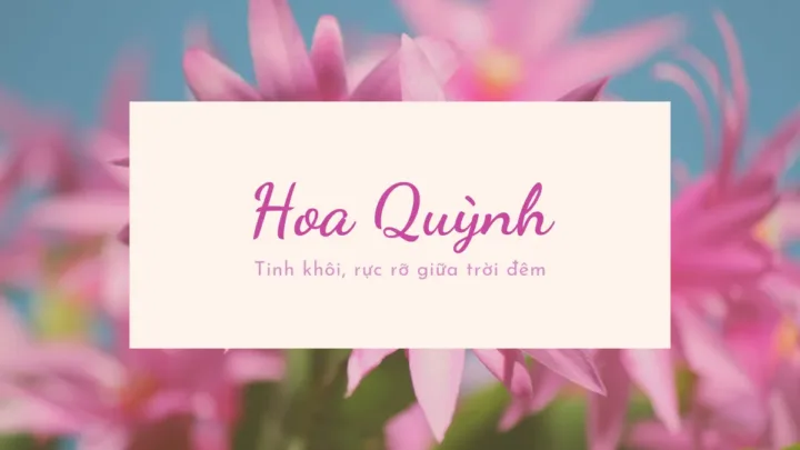 Hoa quỳnh tinh khôi rực rỡ giữa trời đêm