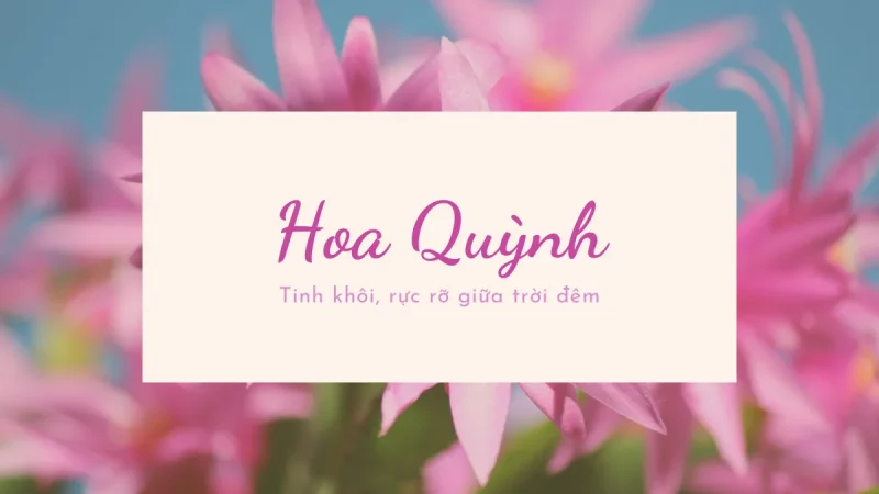 Hoa quỳnh tinh khôi rực rỡ giữa trời đêm