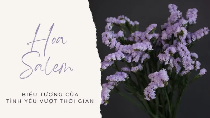 Hoa Salem - Biểu tượng của tình yêu vượt thời gian