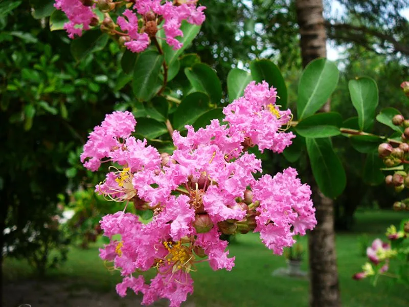Cách trồng hoa tường vi