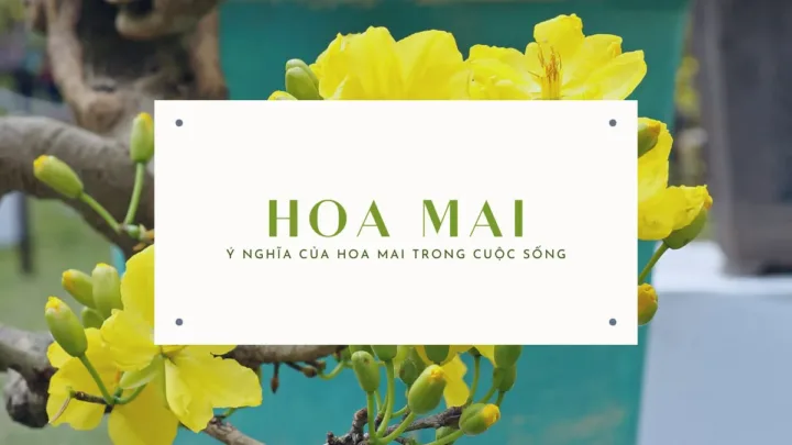 Ý nghĩa của hoa mai trong cuộc sống và trong dịp tết