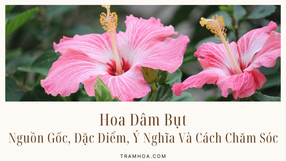 Hoa Dâm Bụt - Nguồn Gốc, Đặc Điểm, Ý Nghĩa Và Cách Chăm Sóc