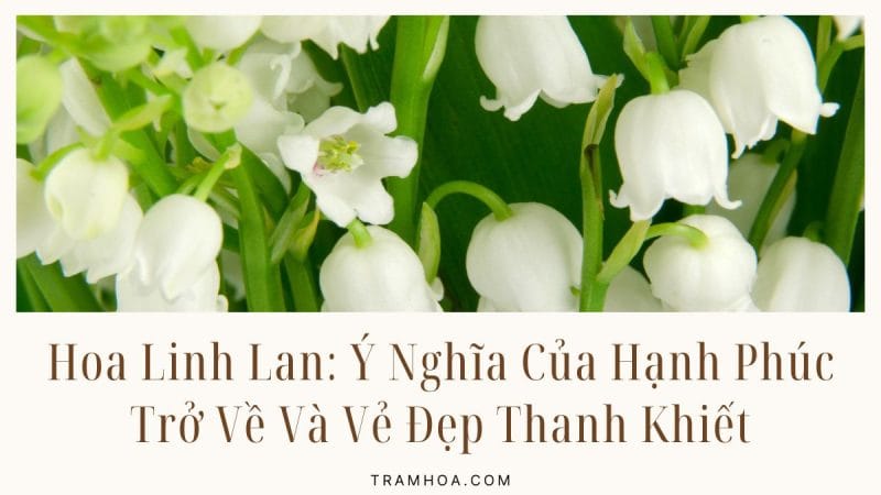Hoa Linh Lan: Ý Nghĩa Của Hạnh Phúc Trở Về Và Vẻ Đẹp Thanh Khiết