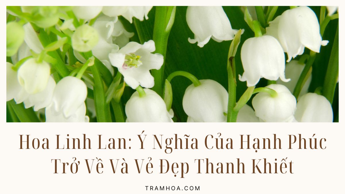 Hoa Linh Lan Y Nghia Cua Hanh Phuc Tro Ve Va Ve Dep Thanh Khiet Hoa Linh Lan: Ý Nghĩa Của Hạnh Phúc Trở Về Và Vẻ Đẹp Thanh Khiết