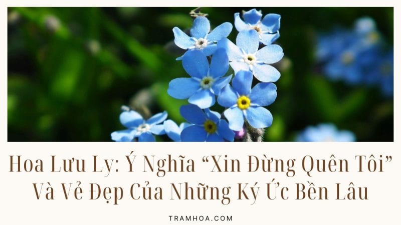 Hoa Lưu Ly: Ý Nghĩa “Xin Đừng Quên Tôi” Và Vẻ Đẹp Của Những Ký Ức Bền Lâu