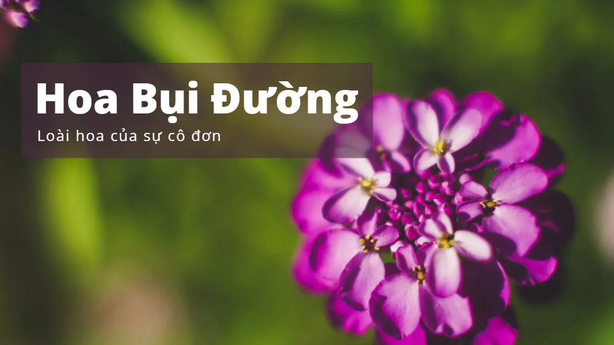 hoa bui duong Hoa bụi đường