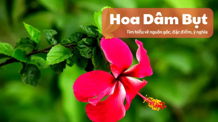 hoa dam but
