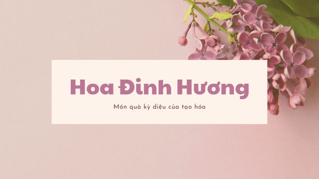 Hoa đinh hương