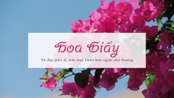 hoa giay