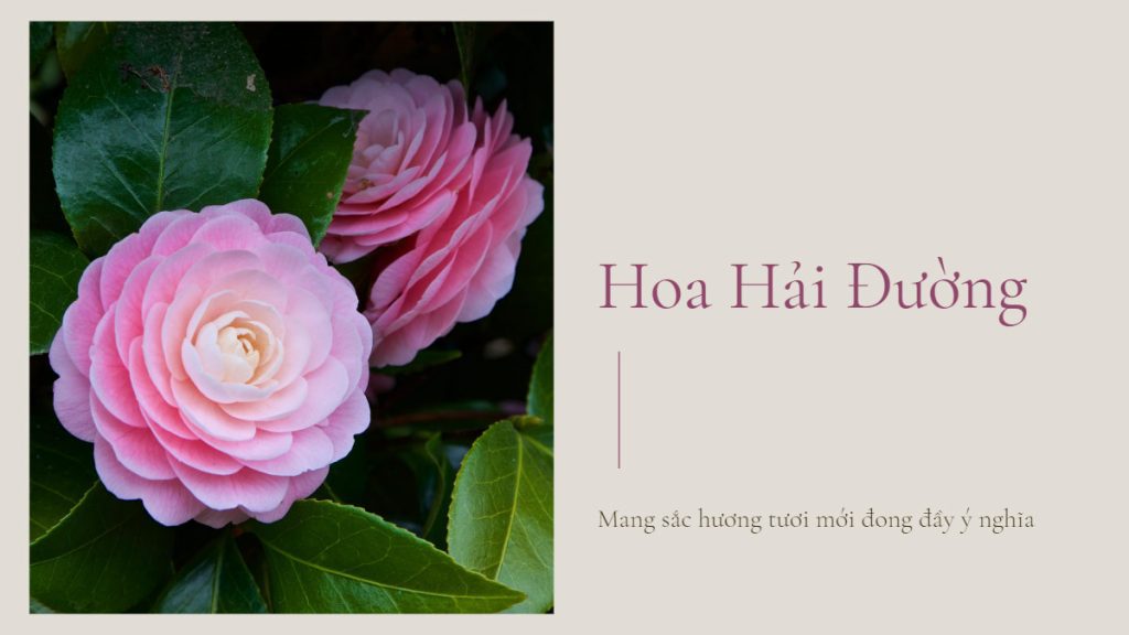 Hoa Hải Đường